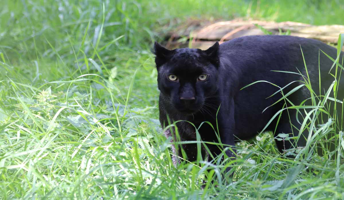 Une nouvelle vie pour Kiara, le léopardeau noir sauvé en Ukraine