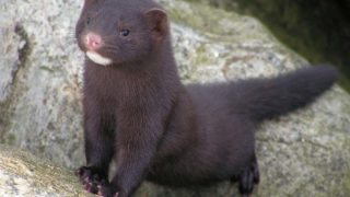 Un élevage de visons, un géologue et Combactive