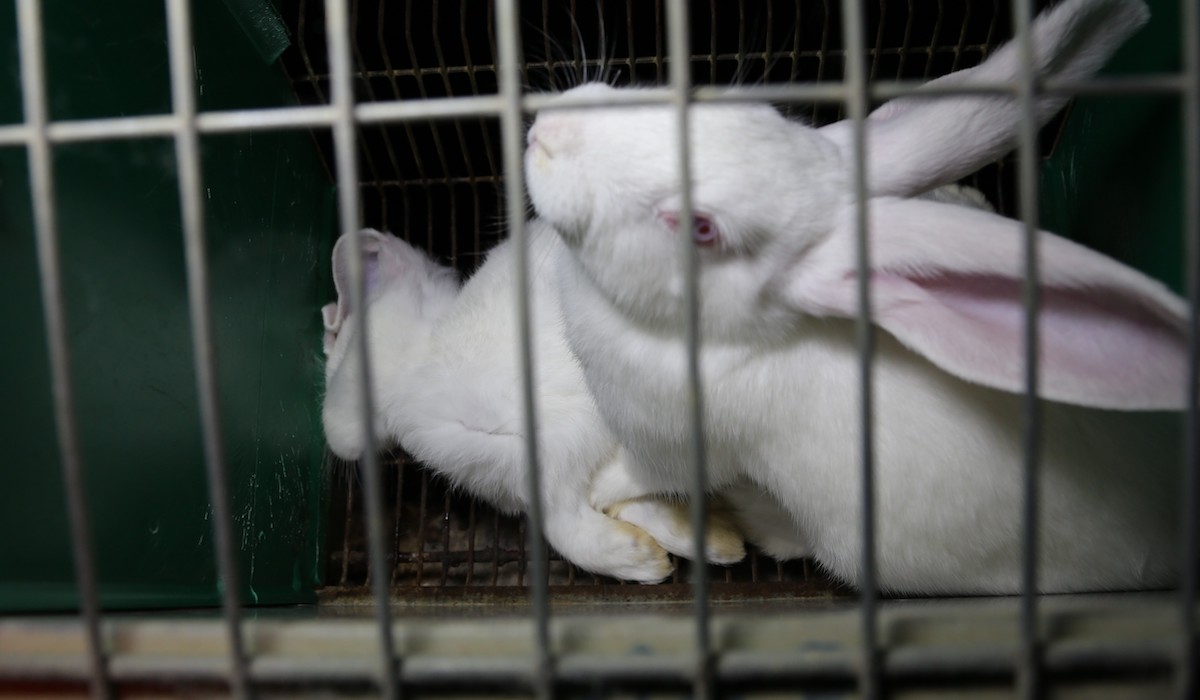 L214 condamnée à supprimer toutes les images de l’élevage de lapins de la SCEA Realap