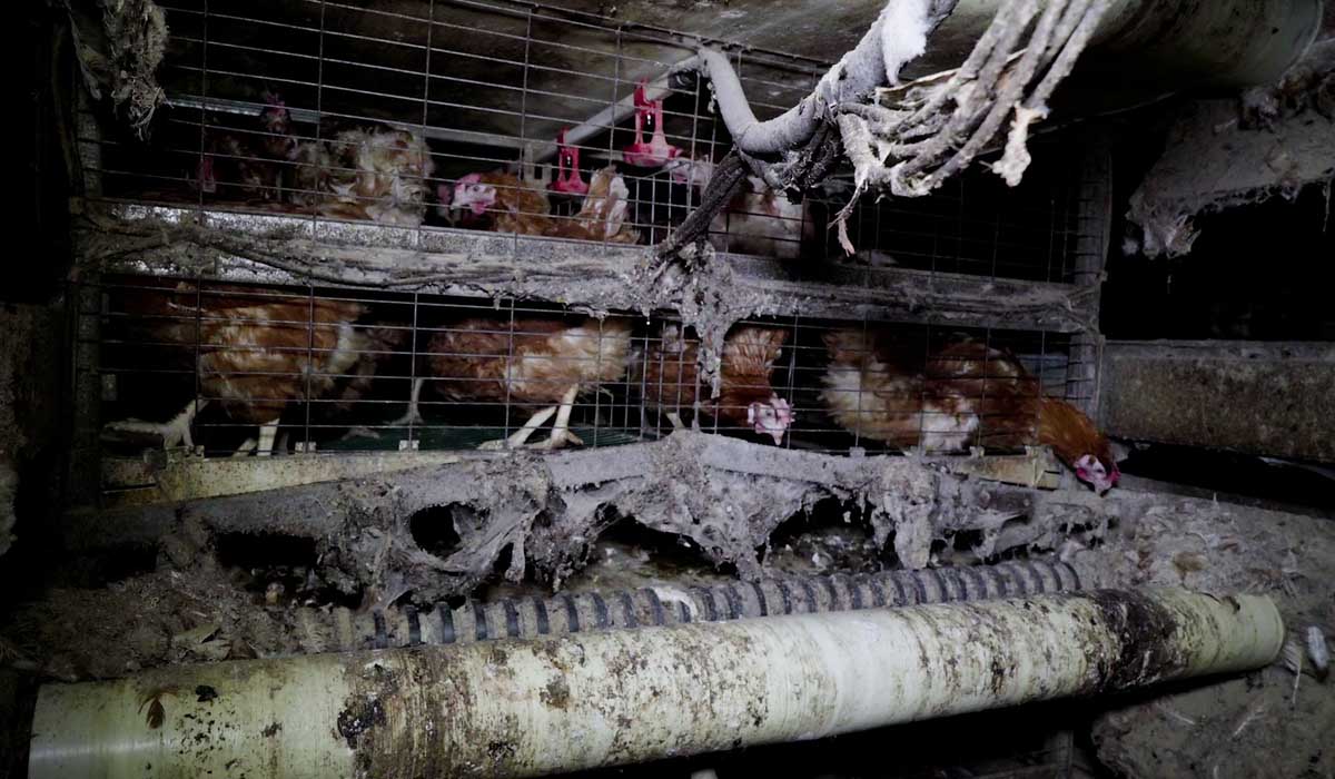 Des peines fortes pour l’élevage de poules de Chambly (Oise)