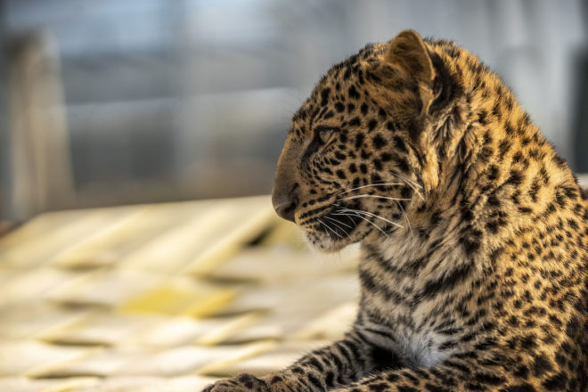 Zoo-refuge de La Tanière : « Le manque à gagner s’élève à 5 millions d’euros »