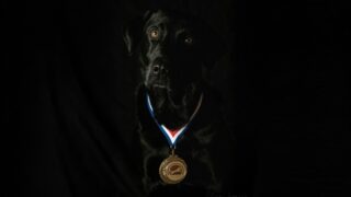 Votre chien est-il un héros ? La Centrale Canine ouvre les inscriptions de la 5e édition de ses trophées des chiens héros !