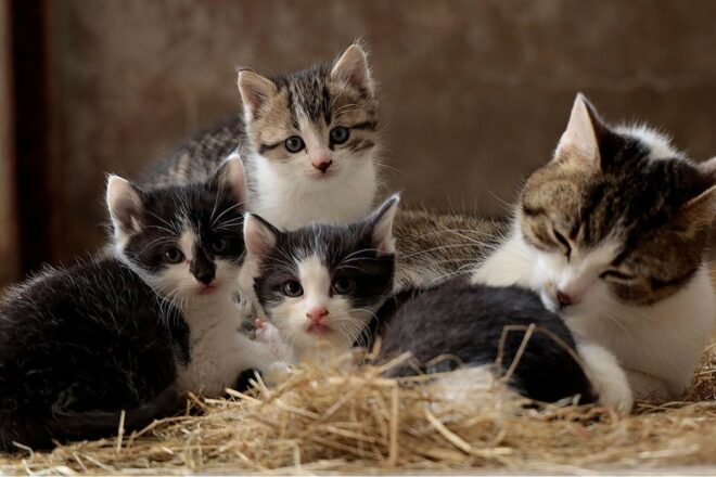 La stérilisation : un acte essentiel pour le bien-être de votre chat et dans la lutte contre la surpopulation féline