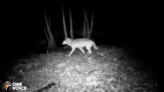 Loup blessé en Saône-et-Loire : non à son abattage