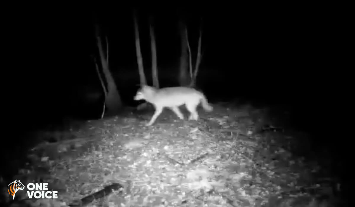 Loup blessé en Saône-et-Loire : non à son abattage