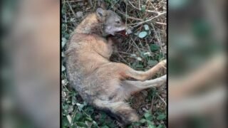 Gard : une louve retrouvée morte étranglée dans un piège ? One Voice porte plainte