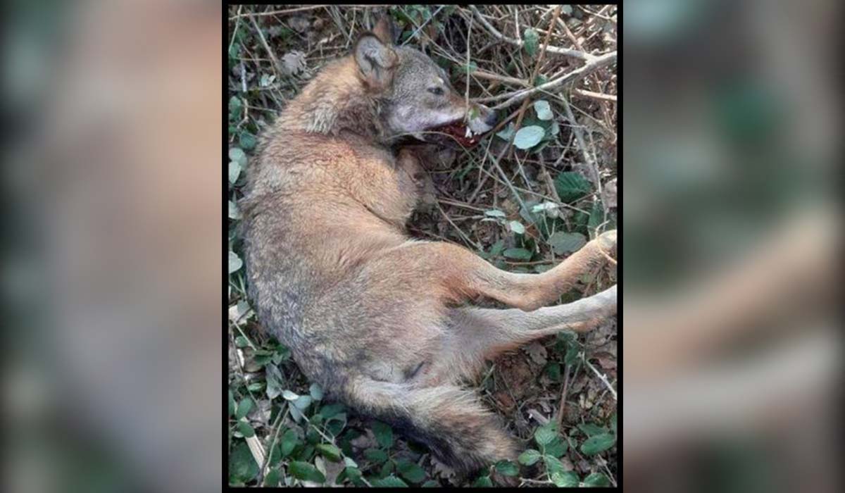 Gard : une louve retrouvée morte étranglée dans un piège ? One Voice porte plainte
