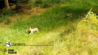 Naissance rare de louveteaux sur le plateau de Millevaches: un trésor vivant menacé de braconnage