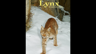 Le lynx et autres chats