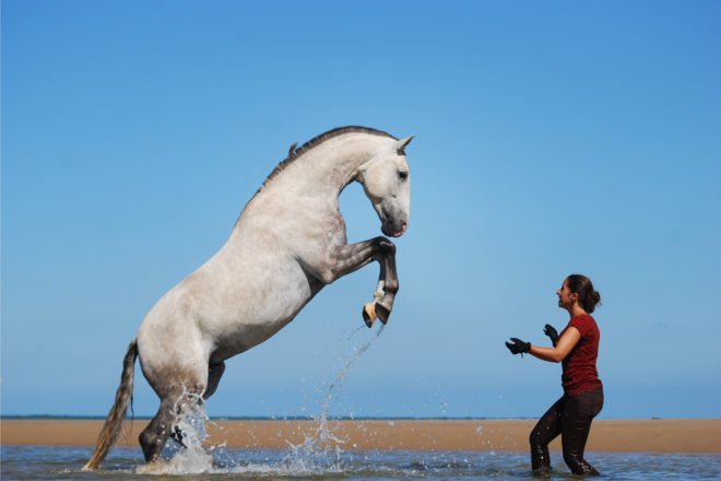 Le rôle des artistes animaliers
