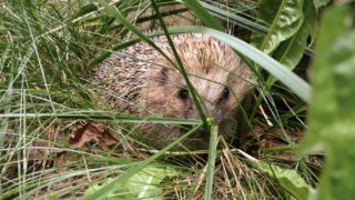 Nids et sites de nidification