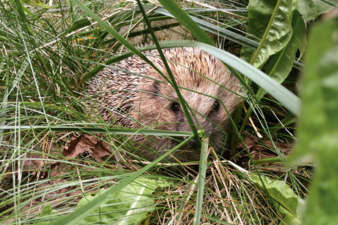 Nids et sites de nidification