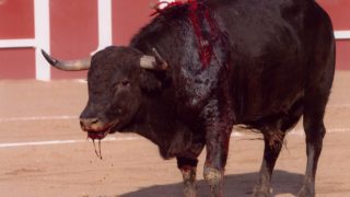 Les élevages de taureaux destinés aux corridas au bord de l’extinction en Andalousie