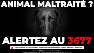 Le 3677, premier numéro national de signalement des maltraitances animales, fête ses 6 mois. Retour sur sa création, son évolution, ses succès