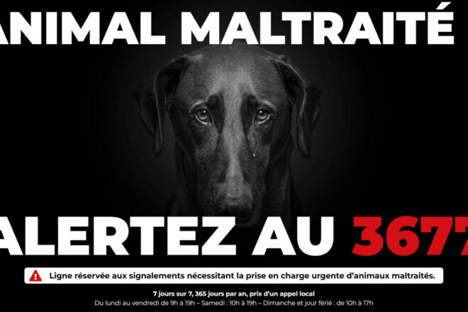 Le 3677, premier numéro national de signalement des maltraitances animales, fête ses 6 mois. Retour sur sa création, son évolution, ses succès