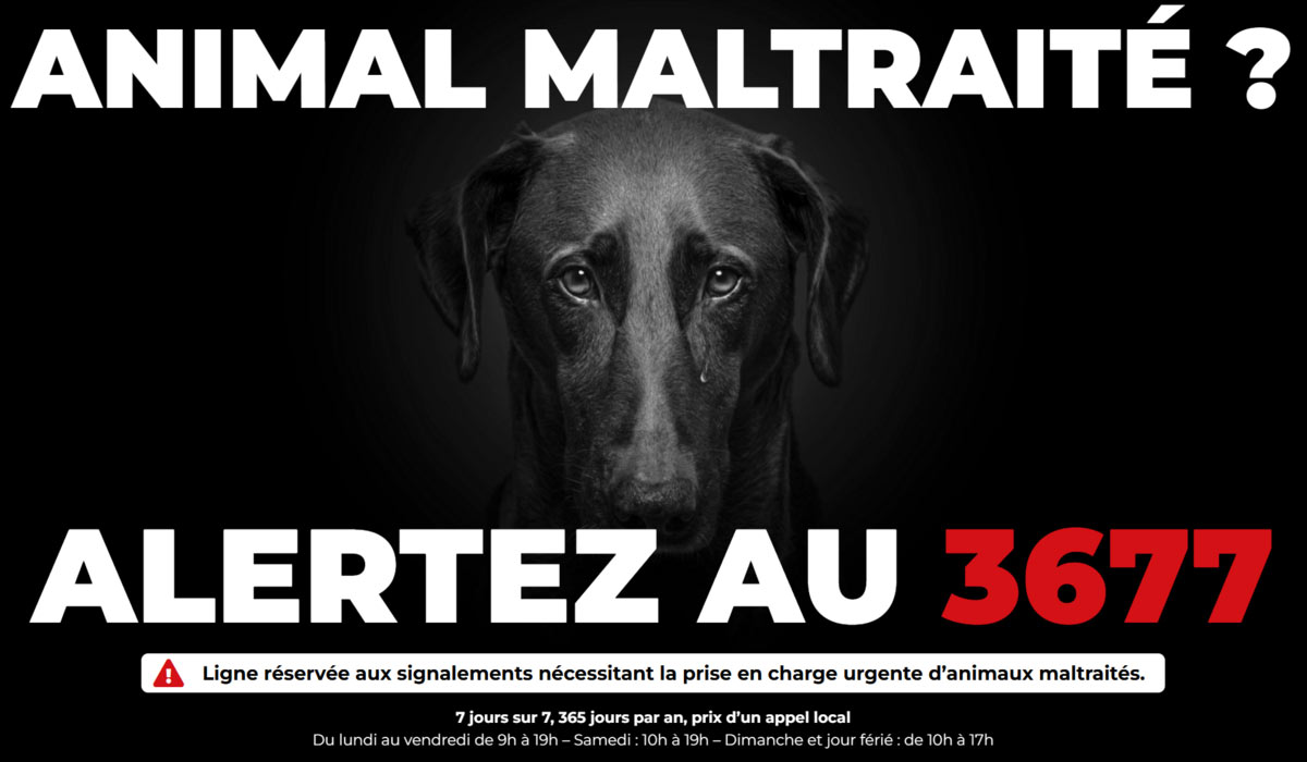 Le 3677, premier numéro national de signalement des maltraitances animales, fête ses 6 mois. Retour sur sa création, son évolution, ses succès