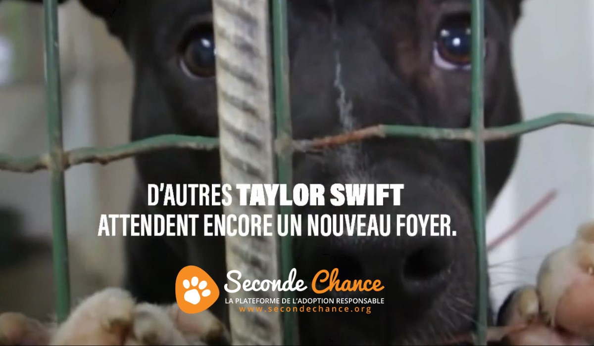 Taylor Swift inspire une initiative géniale au profit de centaines de chiens noirs en attente d’adoption