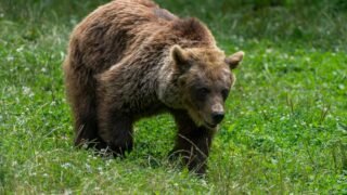 Ours dans les Pyrénées, le tribunal administratif donne raison à One Voice une fois de plus