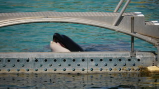 Pourquoi acheter « Blackfish 2 » ?