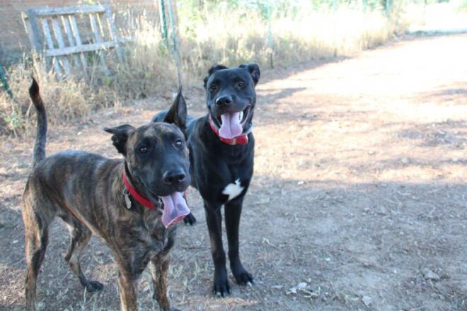 Pattoune Adoption : du projet à la réalité !