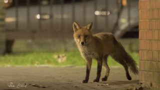 Cohabiter en harmonie avec le renard urbain c’est possible