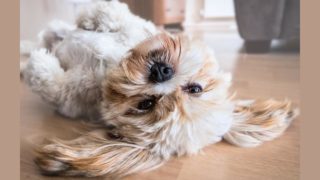 Questions à Pauline Arnt, masseur canin professionnel