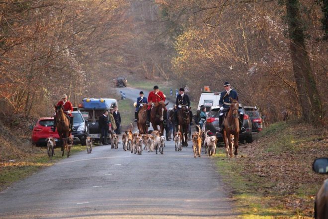 Des chasses à courre illégales pendant le confinement