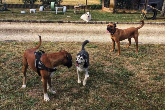 Socialisation ou sociabilisation ?