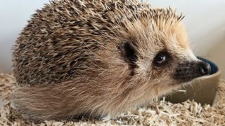Animaux sauvages blessés : centres de soins, associations, vétérinaires … où aller et comment ça marche ?