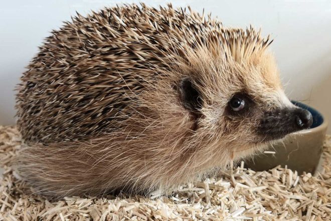 Animaux sauvages blessés : centres de soins, associations, vétérinaires … où aller et comment ça marche ?