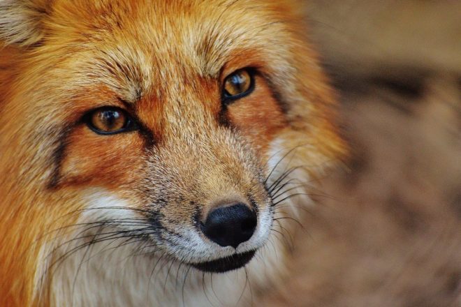 La fin des ventes de fourrures animales en Israël