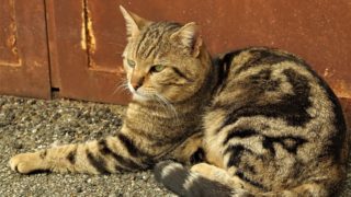 L’École du Chat Libre de Bordeaux : ses actions pour limiter la misère des chats des rues