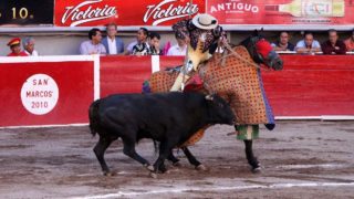 Le cheval, autre victime des corridas