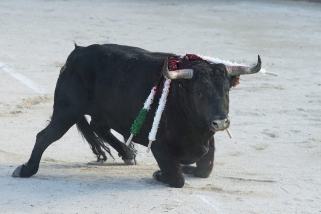 Des vétérinaires français procorrida, un groupuscule de 70 membres