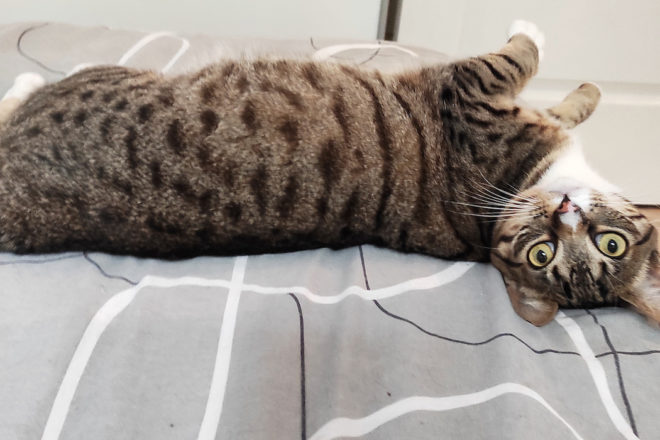 Catsitter, une passion devenue un métier