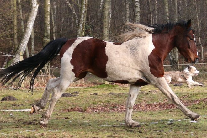 La dysfonction ostéopathique