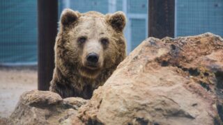Zoo-refuge de La Tanière | Patrick Violas : «Nous avons hâte de pouvoir ouvrir »