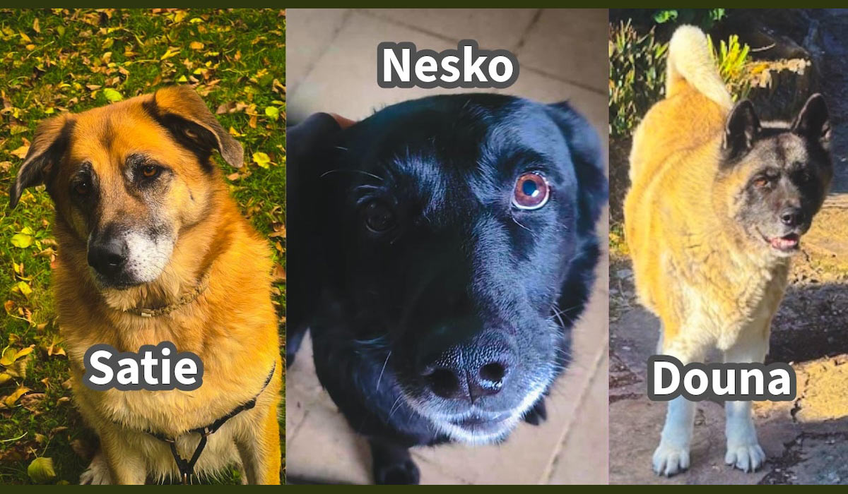 A la recherche de trois familles pour la vie…