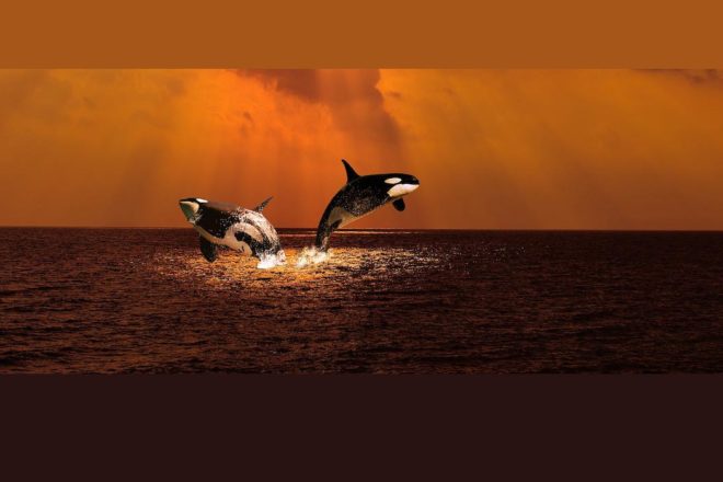 Les orques résidentes du sud sont en grand danger d’extinction