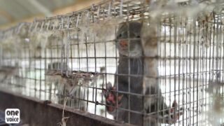 Fourrure : plus de 1,5 million de signatures validées pour mettre fin à cette industrie dans l’UE