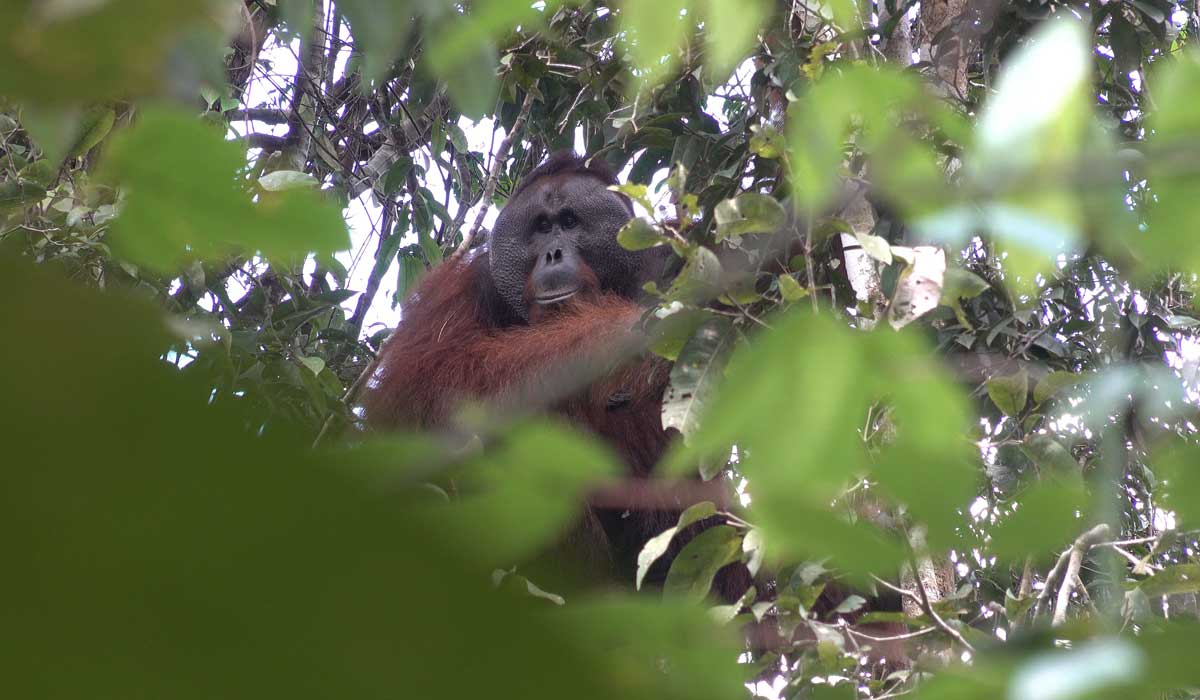 Un partenariat franco-canadien pour sauver 450 hectares de forêt et ses orangs-outans sur l’île de Bornéo en Indonésie