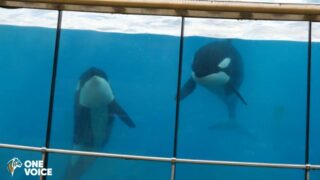 Marineland demande à exporter les orques, Loro Parque se réjouit d’accueillir Wikie et Keijo