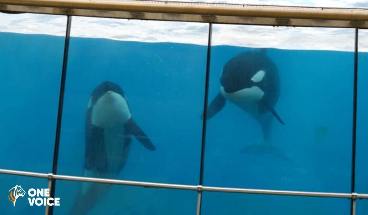 Marineland demande à exporter les orques, Loro Parque se réjouit d’accueillir Wikie et Keijo