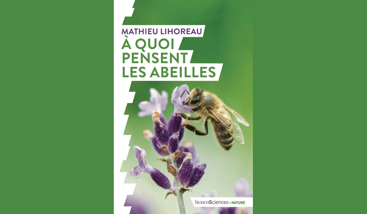Questions à Mathieu Lihoreau, A quoi pensent les abeilles