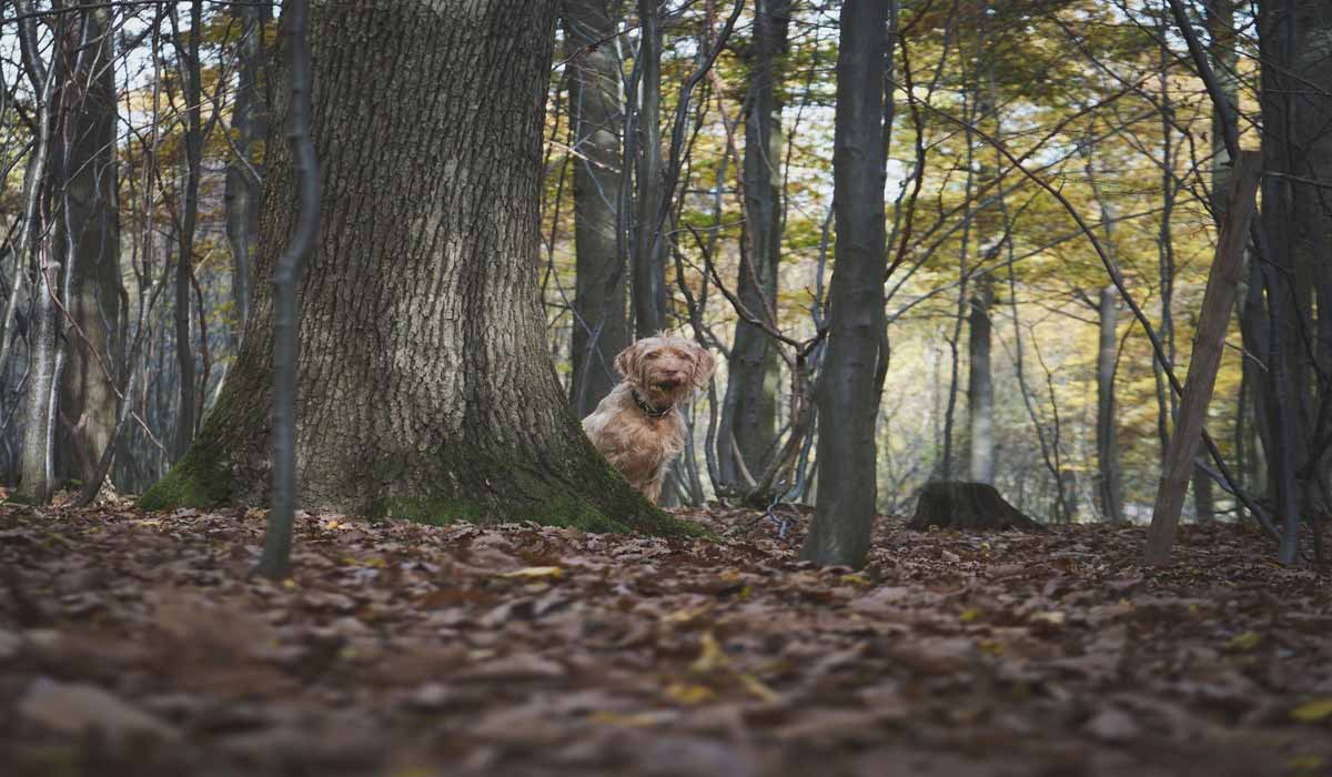 Journée mondiale contre l’abandon : mobilisation nationale le 27 juin pour la Grande Collecte des Animaux Abandonnés