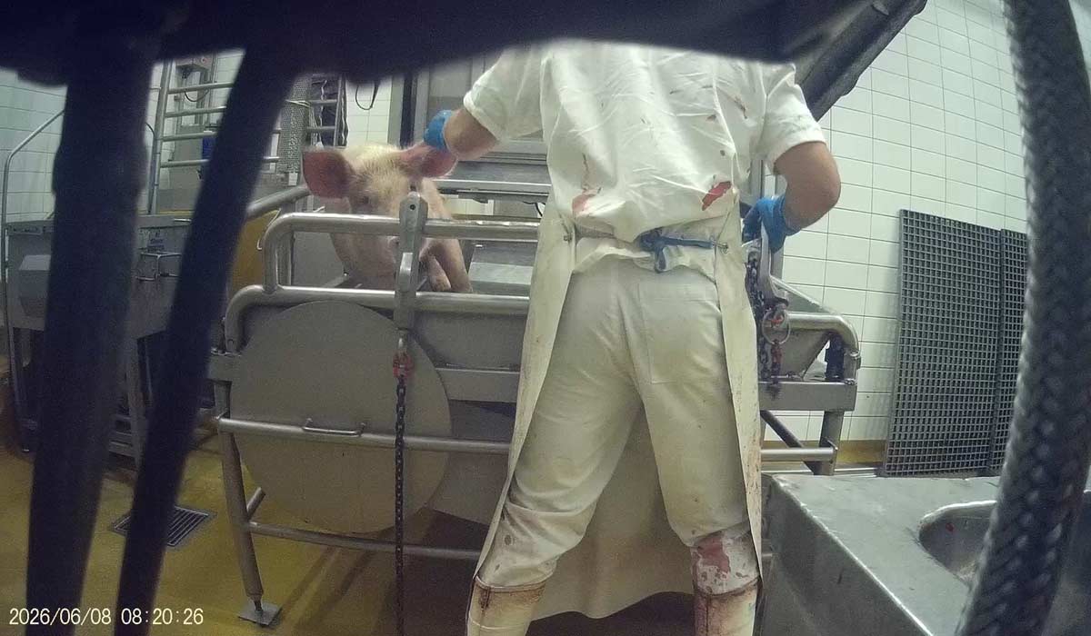 Abattoir de Perpignan : des cochons frappés, des animaux découpés vivants Abattoir de Perpignan : des cochons frappés, des animaux découpés vivants