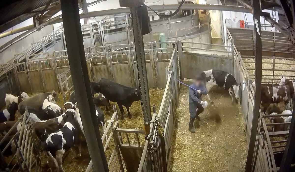 Abattoir Bigard : L214 porte plainte contre l’État pour manquement à sa mission de contrôle vétérinaire