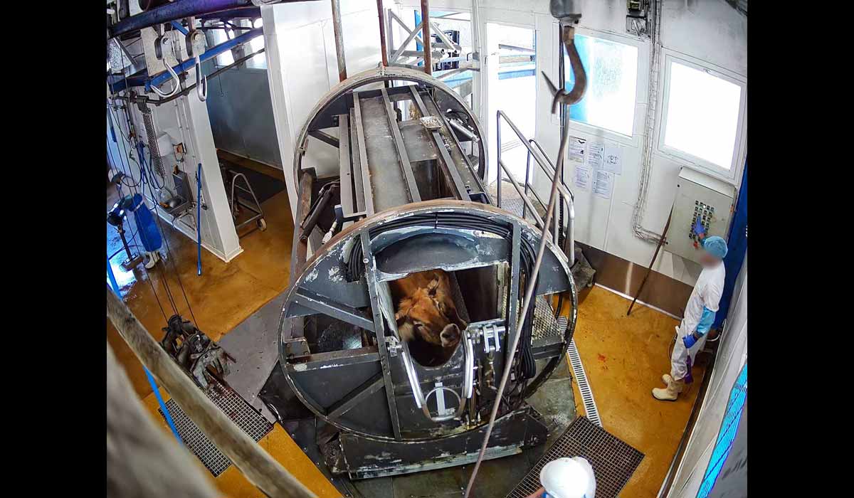 Abattoir de Porto-Vecchio : L214 porte plainte contre l’État