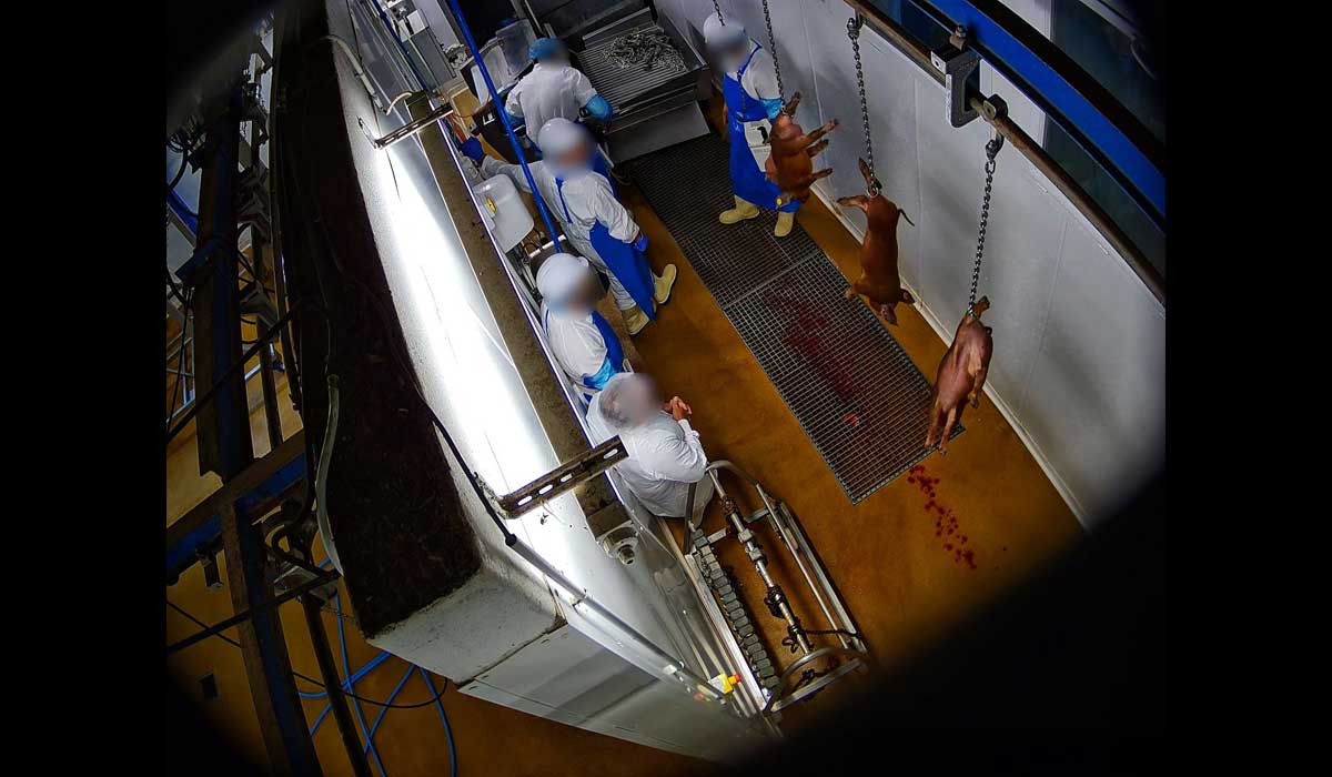 Graves anomalies à l’abattoir de Porto-Vecchio en Corse