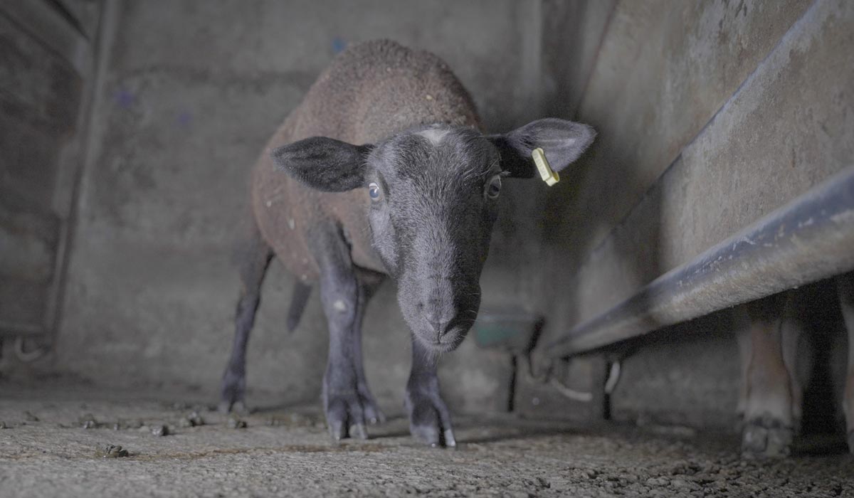 Réouverture de l’abattoir de Maurienne : L214 dépose un référé-suspension